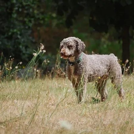Vakantiehuis A Casa Do Buxo