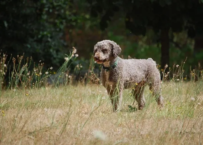 Semesterbostad A Casa Do Buxo